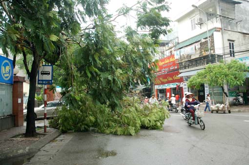 Hà Nội Nhiều cây xanh đổ gẫy sau mưa lớn